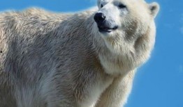 龙八 在线观看,在线探险，开启奇幻之旅